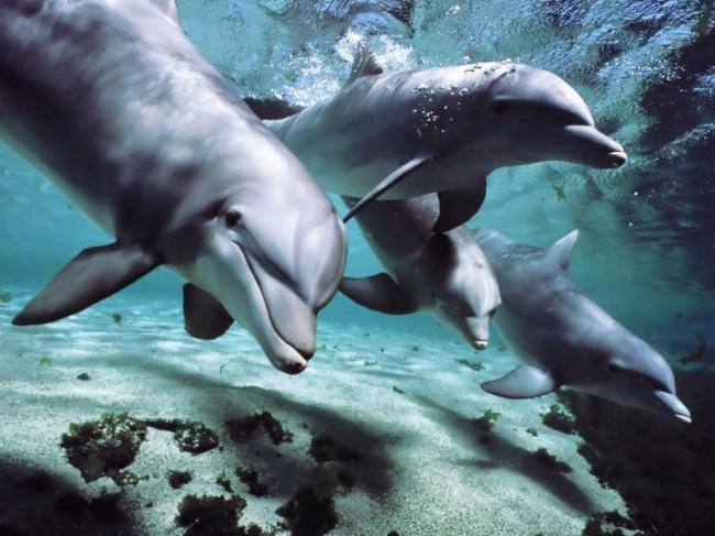 Further Proof That Dolphins Have Human-Like Intelligence And Their Own ‘Language’ | World Truth.TV