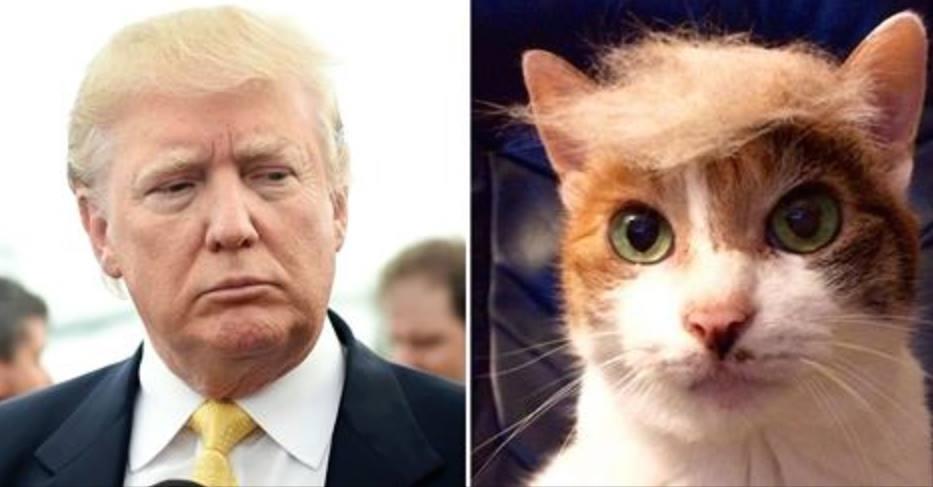 The Best #TrumpYourCat Photos - ViralPost