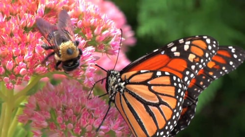 Small Iowa City is Setting Aside 1,000 Acres Just For Bees and Butterflies