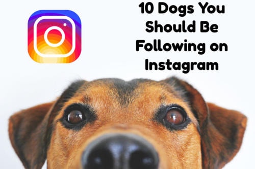 The 10 Most Popular Dog Accounts on Instagram in 2018