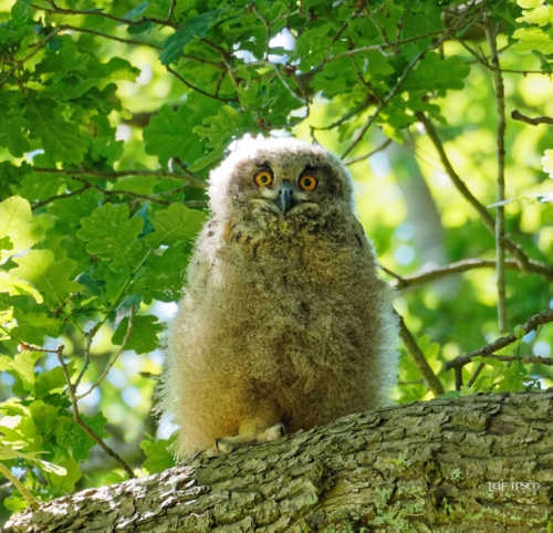 Ahhh, Paparazzi Again!”