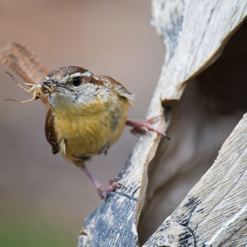 Purchase digital downloads and a range of printed products of Jon Davatz Photography’s image - Carolina Wren - with insect, perching