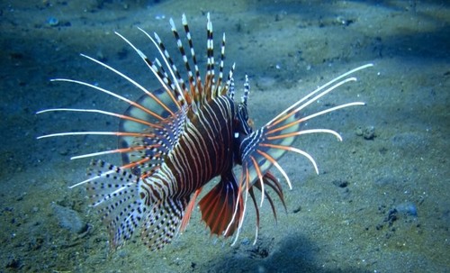 Scuba Diving and snorkeling in Goa, where to, Pricing Guide